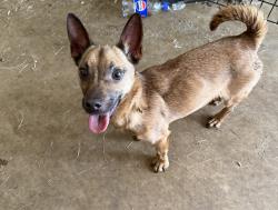 Found/Stray Male Dog last seen Houston Rd, Troutman, NC 28166