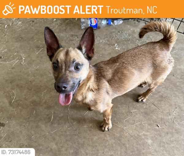Found/Stray Male Dog last seen Houston Rd, Troutman, NC 28166