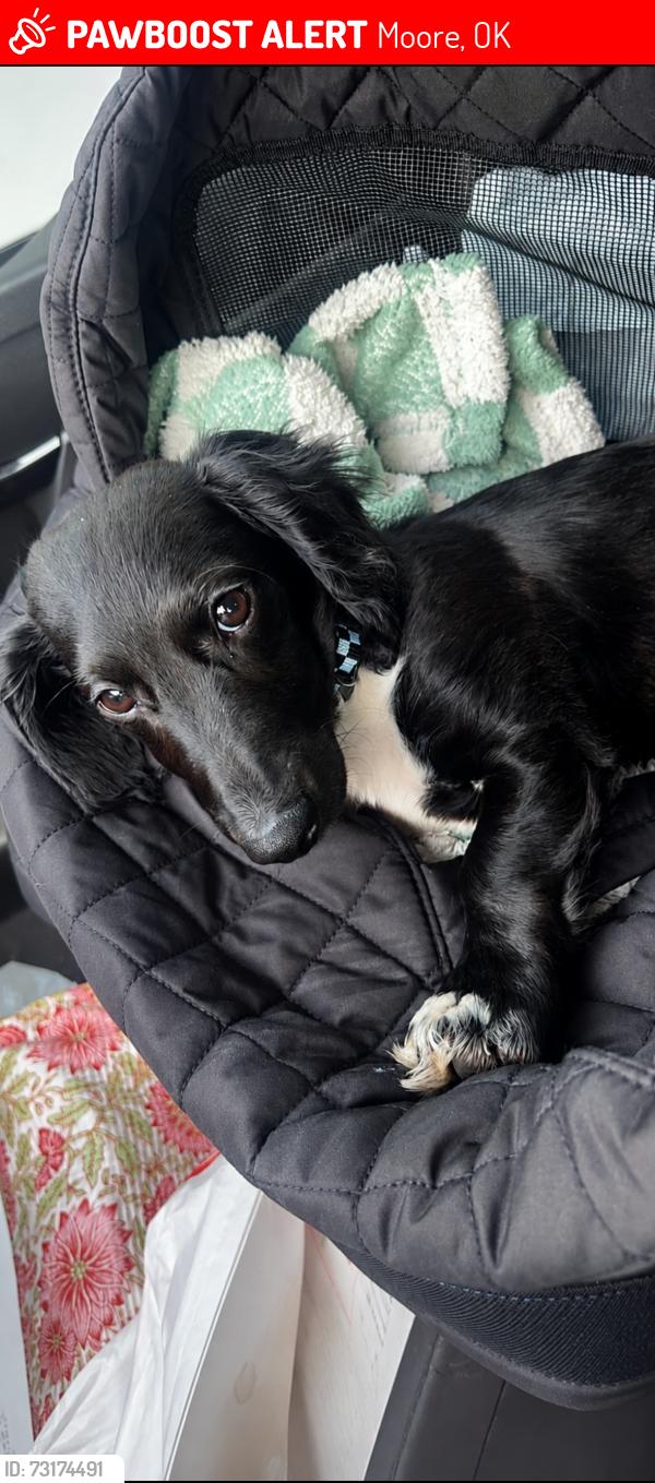 Lost Male Dog last seen off of I -35 Service Rd. and NE. 27th St., Moore, OK 73160