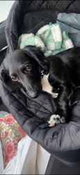 Lost Male Dog last seen off of I -35 Service Rd. and NE. 27th St., Moore, OK 73160