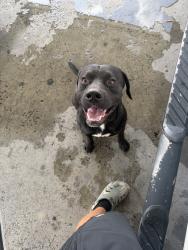 Reunited Male Dog last seen Irondale, AL, USA, Irondale, AL 35210