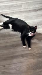 Reunited Female Cat last seen Rexmont, Lebanon, PA 17042
