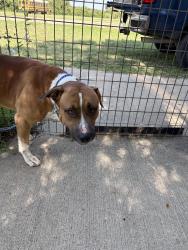 Found/Stray Unknown Dog last seen Woodway Tx, Woodway, TX 76712