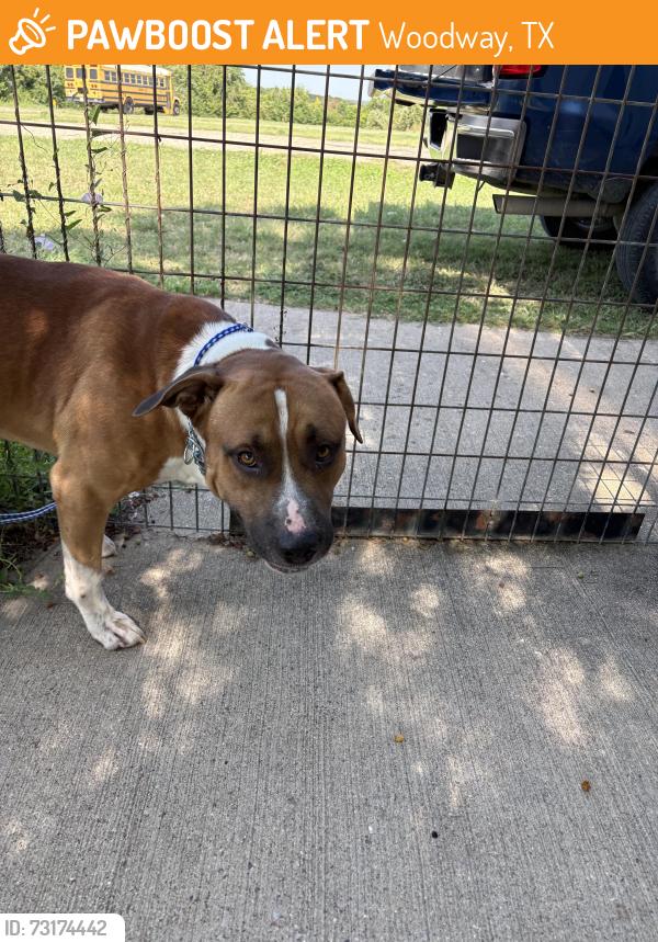 Found/Stray Unknown Dog last seen Woodway Tx, Woodway, TX 76712