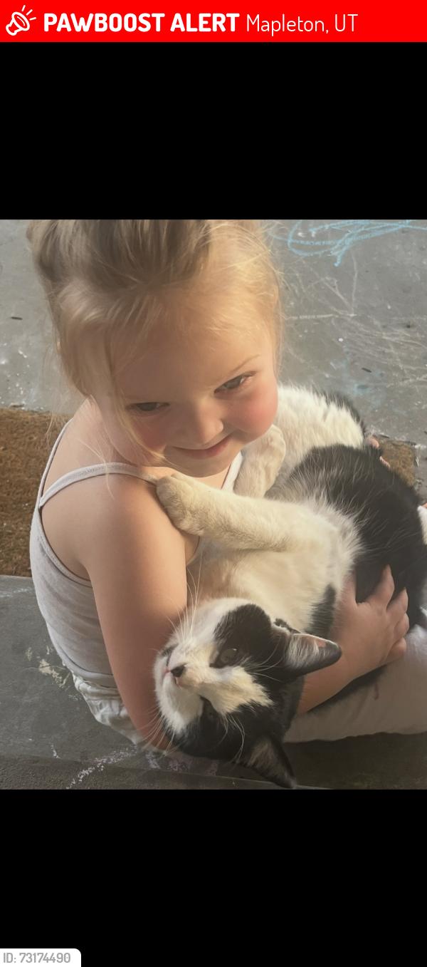 Lost Male Cat last seen Fizz, Mapleton, UT 84664