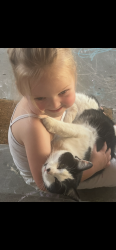 Lost Male Cat last seen Fizz, Mapleton, UT 84664