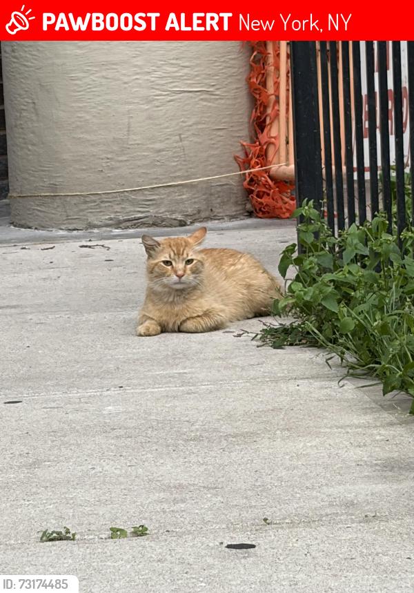 Lost Male Cat last seen 172nd St btw Broadway & St Nicholas, New York, NY 10032