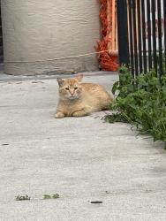 Lost Male Cat last seen 172nd St btw Broadway & St Nicholas, New York, NY 10032