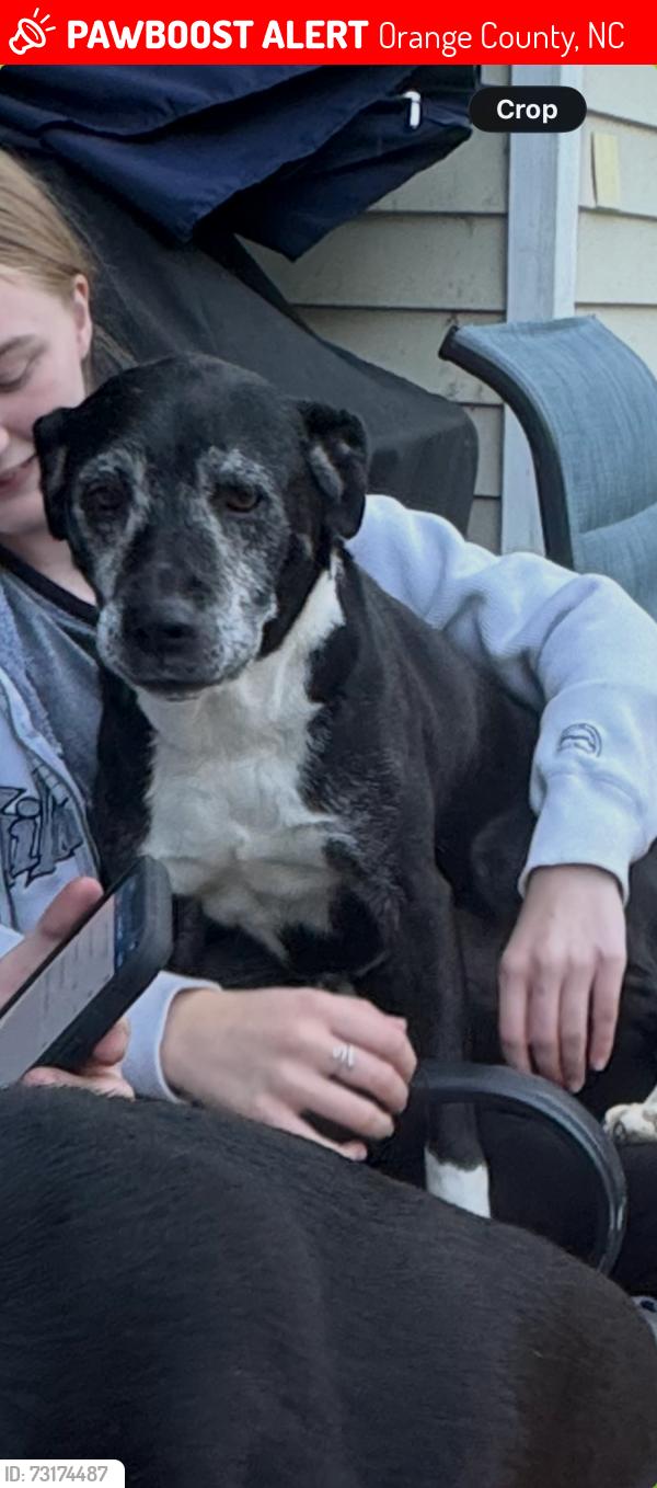 Lost Female Dog last seen Old N.C. 10 & Murphy School Rd, Orange County, NC 27705