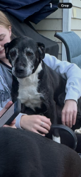 Lost Female Dog last seen Old N.C. 10 & Murphy School Rd, Orange County, NC 27705