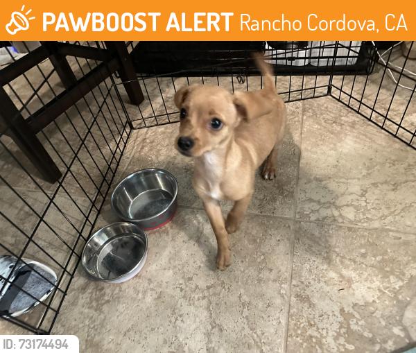 Found/Stray Female Dog last seen Waterbrook Park, Rancho Cordova, CA 95670