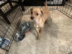 Found/Stray Female Dog last seen Waterbrook Park, Rancho Cordova, CA 95670