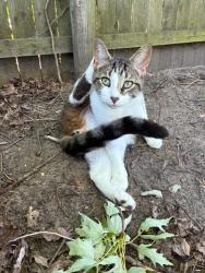 Lost Male Cat last seen Bryant st sw, 35th st sw, Grand Rapids, MI 49509