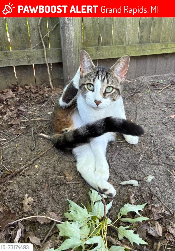 Lost Male Cat last seen Bryant st sw, 35th st sw, Grand Rapids, MI 49509