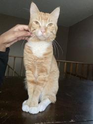 Lost Male Cat last seen Hennepin ave, Minneapolis, MN 55413
