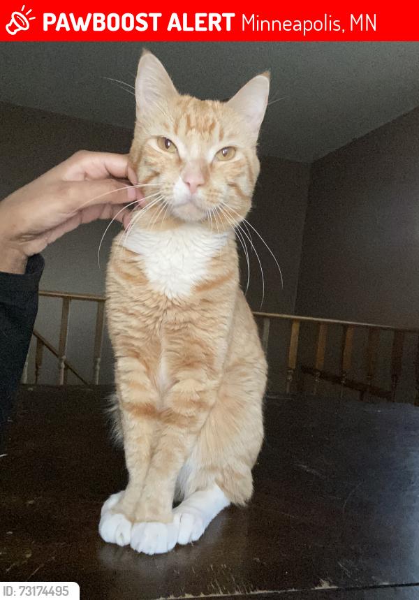 Lost Male Cat last seen Hennepin ave, Minneapolis, MN 55413