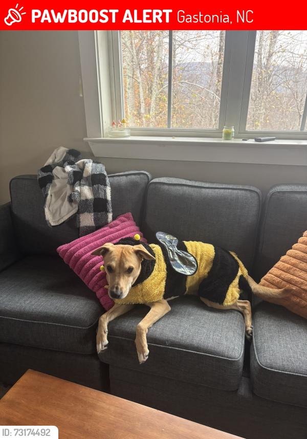 Lost Male Dog last seen Chapel Grove Church, Gastonia, NC 28052
