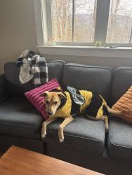 Lost Male Dog last seen Chapel Grove Church, Gastonia, NC 28052