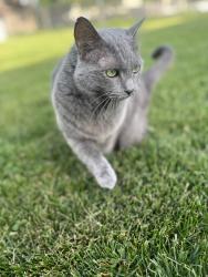 Reunited Female Cat last seen Fatima St in Menasha/Fox Crossing, Menasha, WI 54952