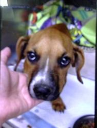 Shelter Stray Male Dog last seen Near BLOCK WENDELL SW, 11800 Sunset Gardens Rd SW, Albuquerque, NM 87121, USA