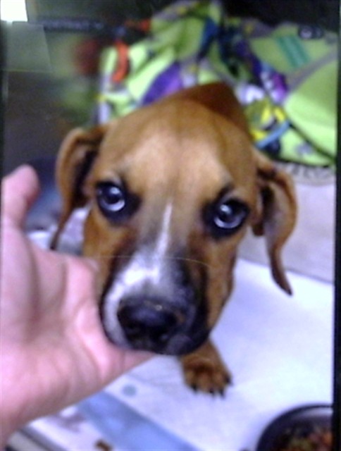 Shelter Stray Male Dog last seen Near BLOCK WENDELL SW, 11800 Sunset Gardens Rd SW, Albuquerque, NM 87121, USA