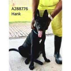 Shelter Stray Male Dog last seen HOUSTON AVENUE, 4214 Fulton Mill Rd, Macon, GA 31216, USA