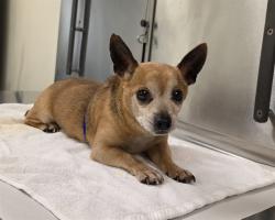 Shelter Stray Male Dog last seen Near BLOCK SIERRA DRIVE, 3599 NW 79th Ave, Doral, FL 33122, USA