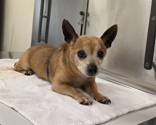Shelter Stray Male Dog last seen Near BLOCK SIERRA DRIVE, 3599 NW 79th Ave, Doral, FL 33122, USA