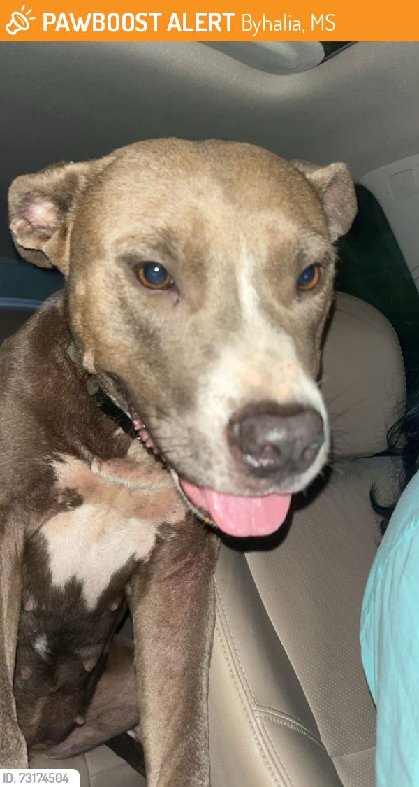Found/Stray Female Dog last seen Bubba Taylor road Byhalia ms, Byhalia, MS 38611