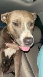 Found/Stray Female Dog last seen Bubba Taylor road Byhalia ms, Byhalia, MS 38611