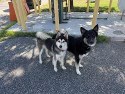 Found/Stray Unknown Dog last seen Delware County Emergency Services Training Center, Sharon Hill, PA 19079