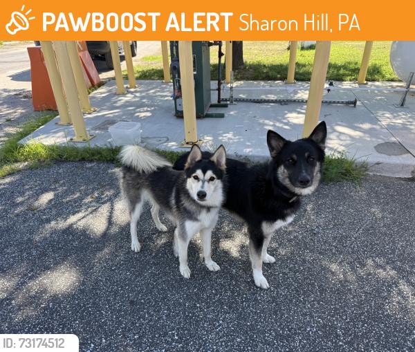Found/Stray Unknown Dog last seen Delware County Emergency Services Training Center, Sharon Hill, PA 19079
