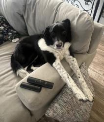 Reunited Male Dog last seen W 12th street and Hamilton Street, Medford, OR 97501