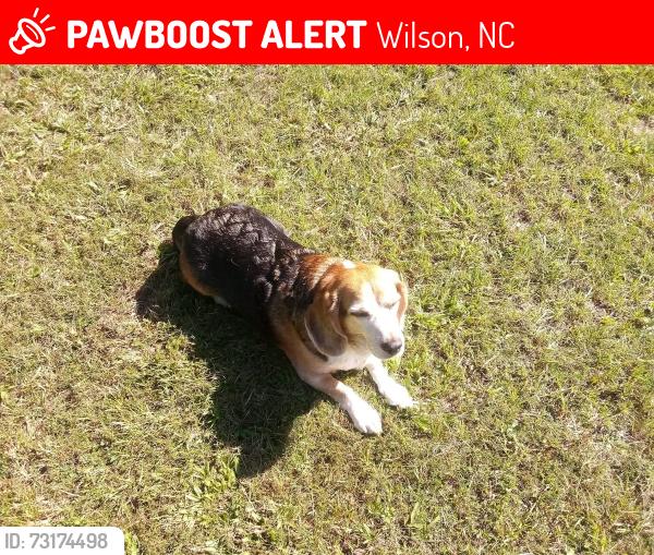 Lost Male Dog last seen Highway 58 and Grimsley Store Road. In the location of Dare To Dream horse ranch and feed store., Wilson, NC 27893