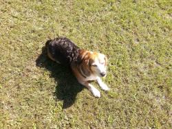 Lost Male Dog last seen Highway 58 and Grimsley Store Road. In the location of Dare To Dream horse ranch and feed store., Wilson, NC 27893