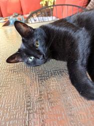 Lost Female Cat last seen Province Parkway and Honeycutt, Maricopa, AZ 85138