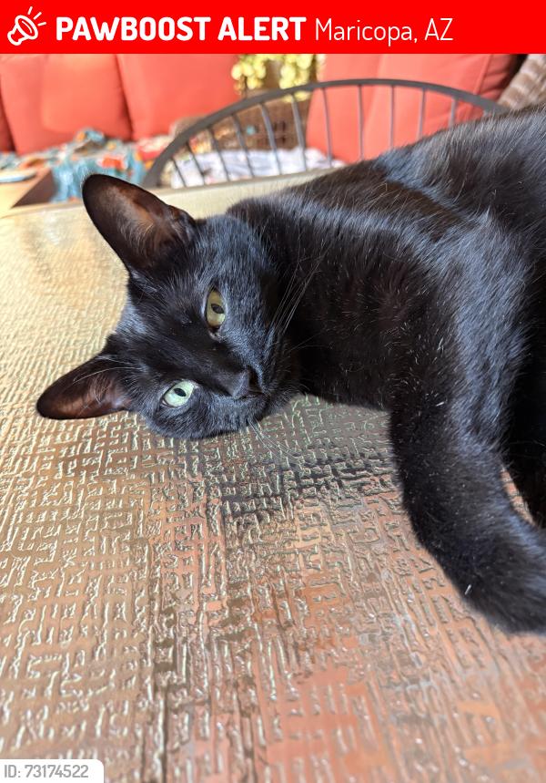 Lost Female Cat last seen Province Parkway and Honeycutt, Maricopa, AZ 85138