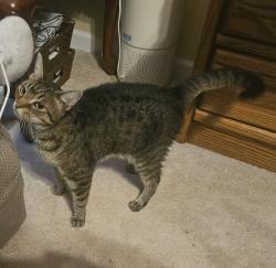 Reunited Unknown Cat last seen Hillsford Lane, Apex, NC 27502