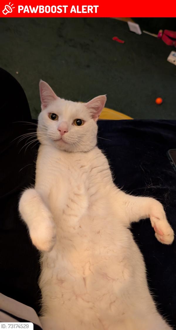 Lost Male Cat last seen Woodgrange road, Southend-on-Sea, England 