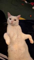 Lost Male Cat last seen Woodgrange road, Southend-on-Sea, England 