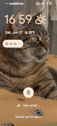 Lost Female Cat last seen Boundary st/ vauxhall rd, Merseyside, England L5 9RZ