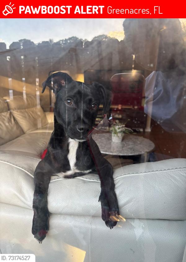Lost Male Dog last seen Área de Greenacres, entre military y haverhill, Greenacres, FL 33463