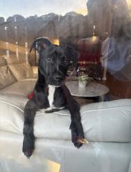 Lost Male Dog last seen Área de Greenacres, entre military y haverhill, Greenacres, FL 33463