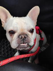 Reunited Female Dog last seen Kingsway area, Edmonton, AB 