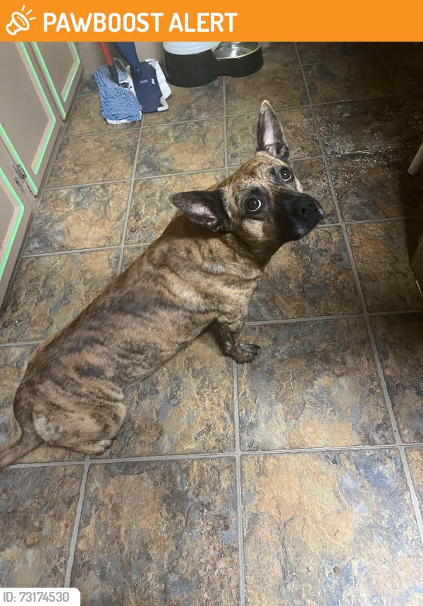 Found/Stray Unknown Dog last seen Hey 178, Lexington County, SC 29123