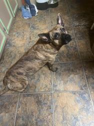 Found/Stray Unknown Dog last seen Hey 178, Lexington County, SC 29123