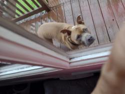 Reunited Unknown Dog last seen lemon creek and arrington, Candler, NC 28715