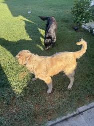 Reunited Male Dog last seen N J St & W 2nd St, San Bernardino, CA 92410, USA, San Bernardino, CA 92410