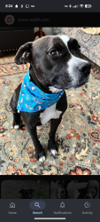 Lost Female Dog last seen Near hotel circle dr ne, Albuquerque, NM 87123