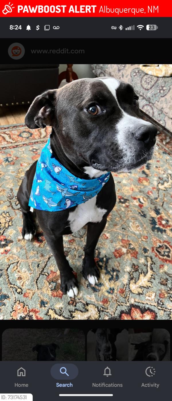 Lost Female Dog last seen Near hotel circle dr ne, Albuquerque, NM 87123